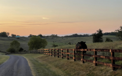 Mystic Hill Farms – A Blend of Heritage, Excellence, and New Beginnings